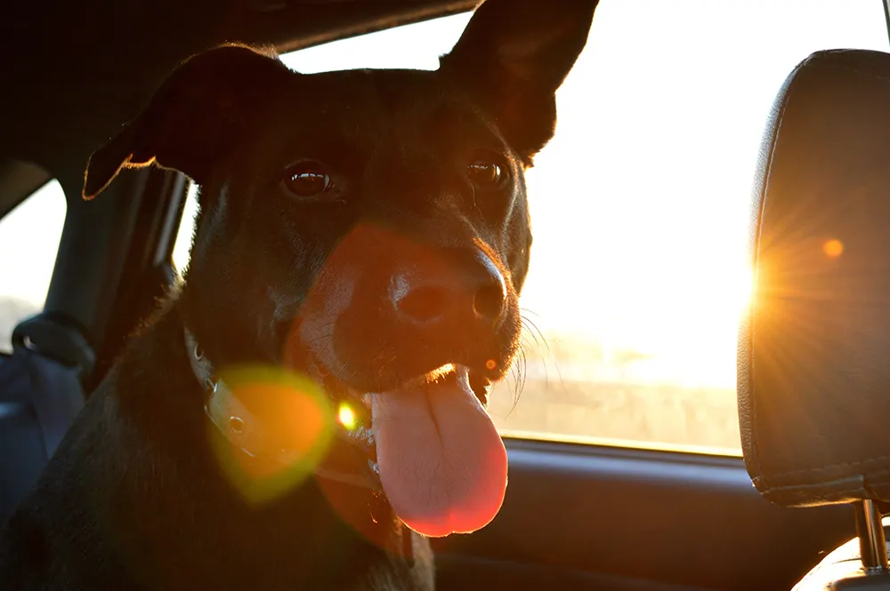 Animals onboard: Dog and cat safety in the car