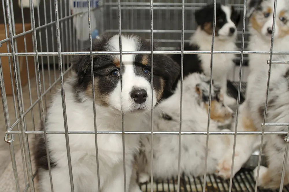 Pet store regulations: Keeping pets safe prior to purchase