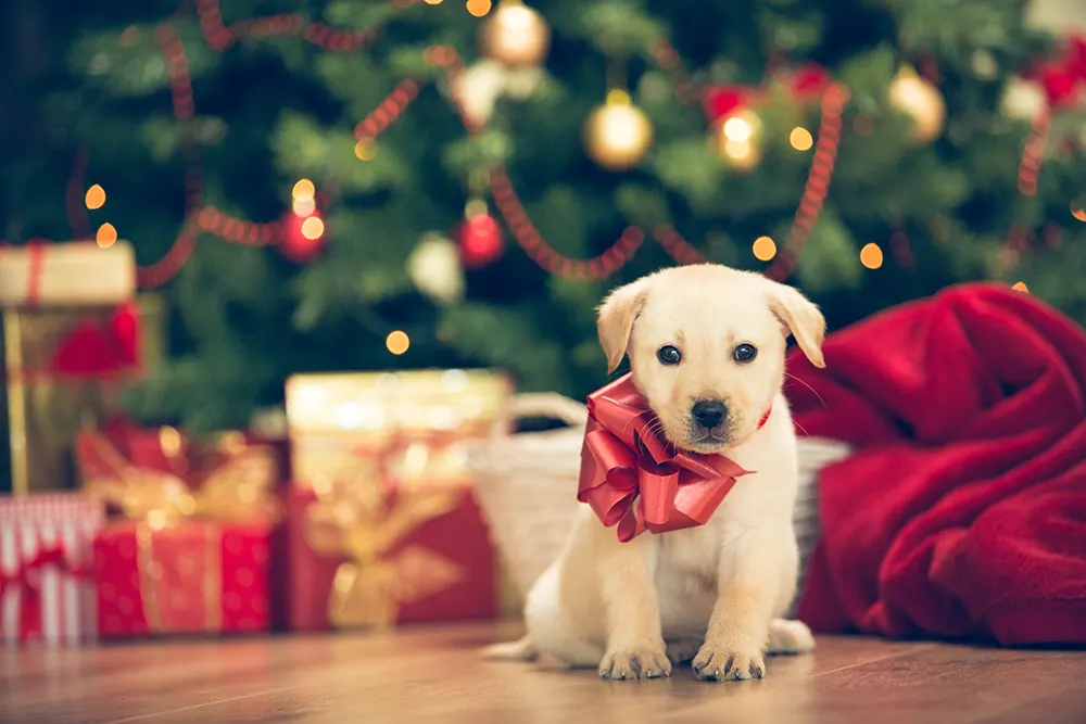 Holiday pet adoption: Tips before you buy
