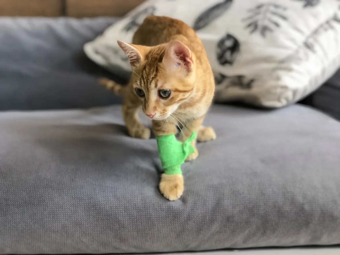 cat with bandage on wrist