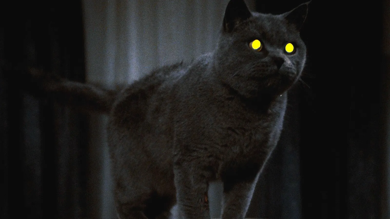 grey cat with glowing yellow eyes