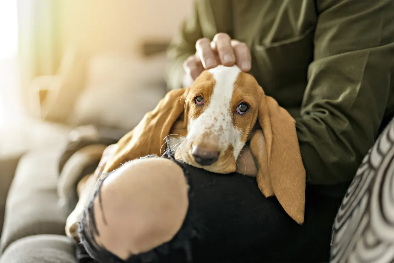 Basset Hound puppy in the arms of man