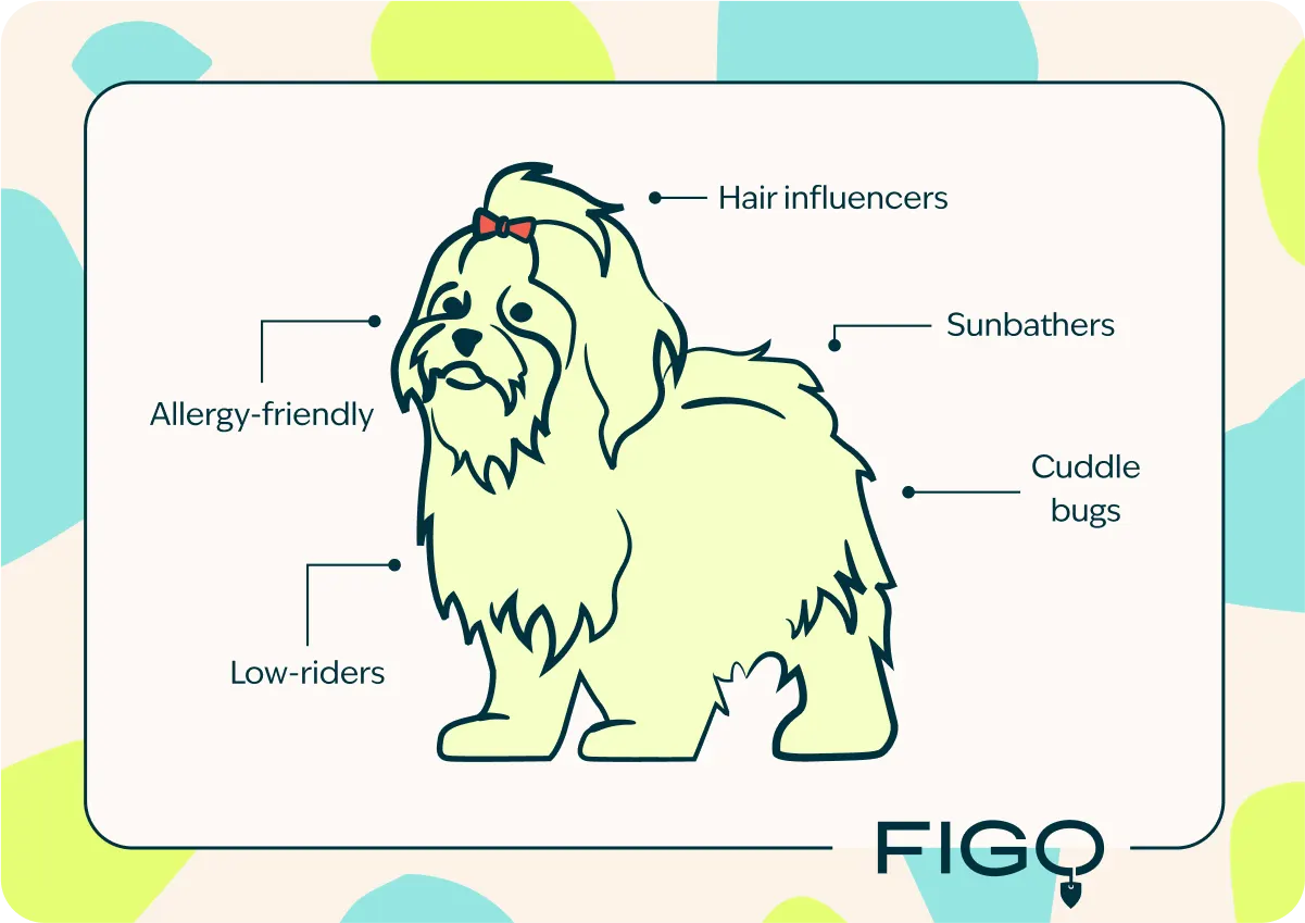 Havanese breed traits