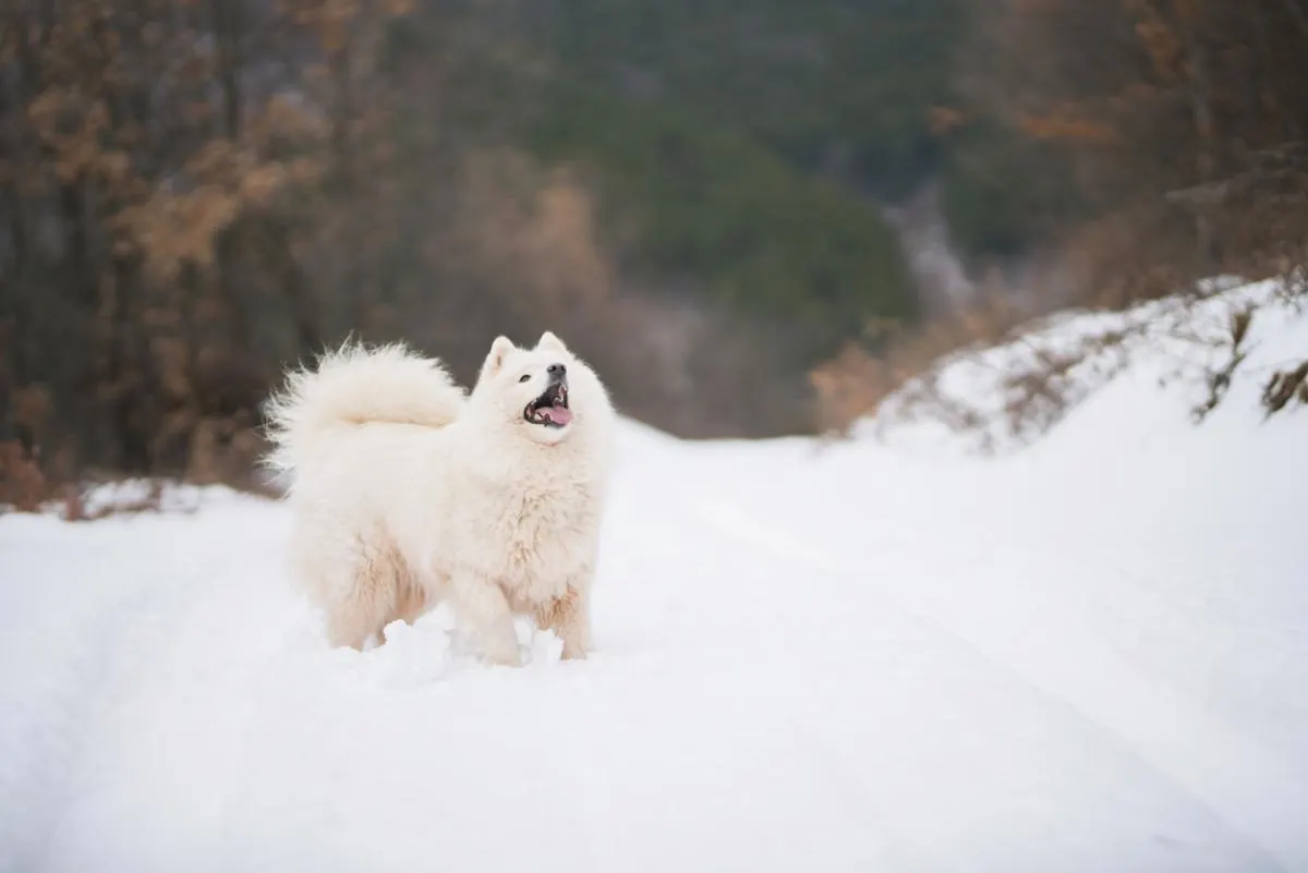 samoyed standing on snowy train