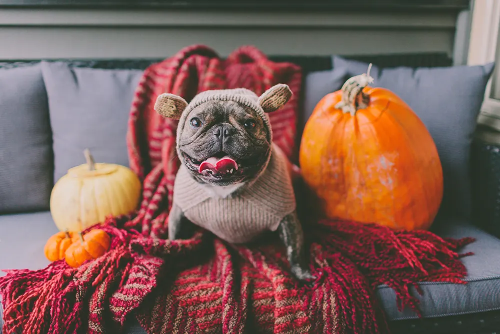 Halloween tricks and tips for dogs