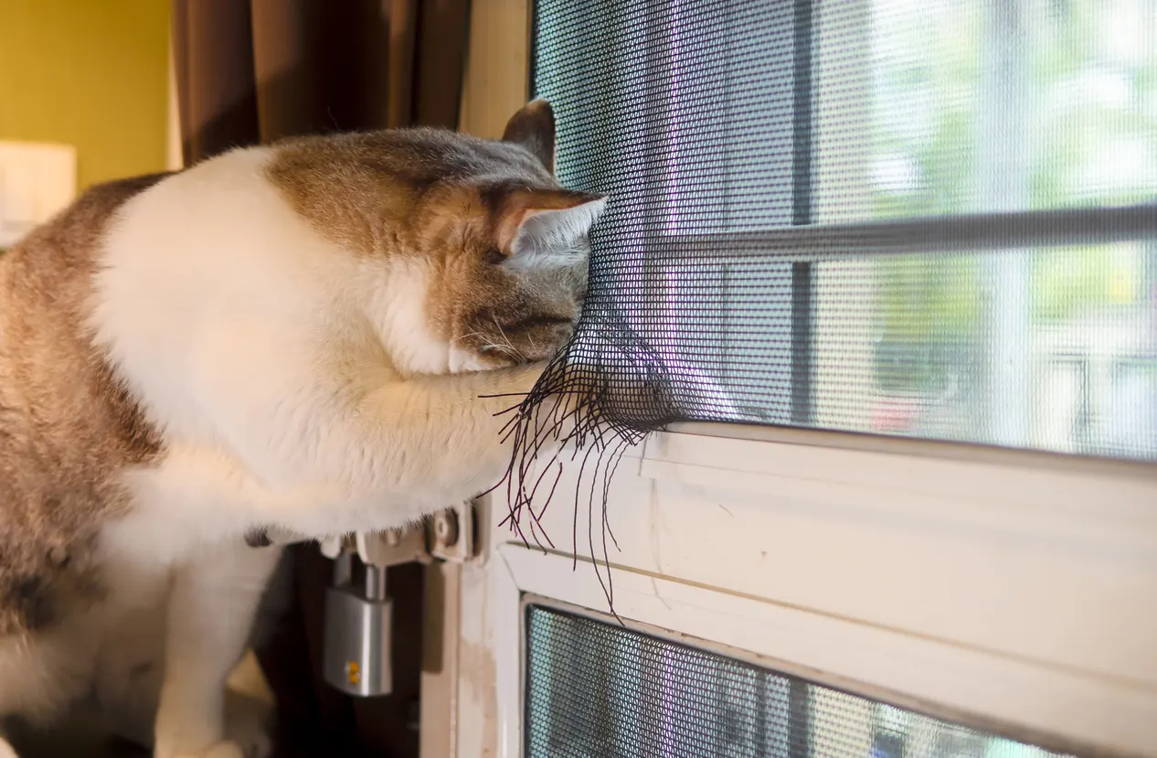 Cat reaching through a torn hole in a window screen