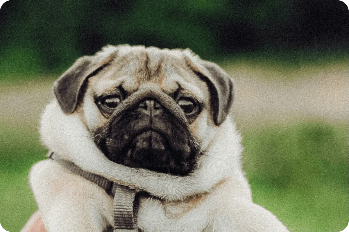 pug sitting outside