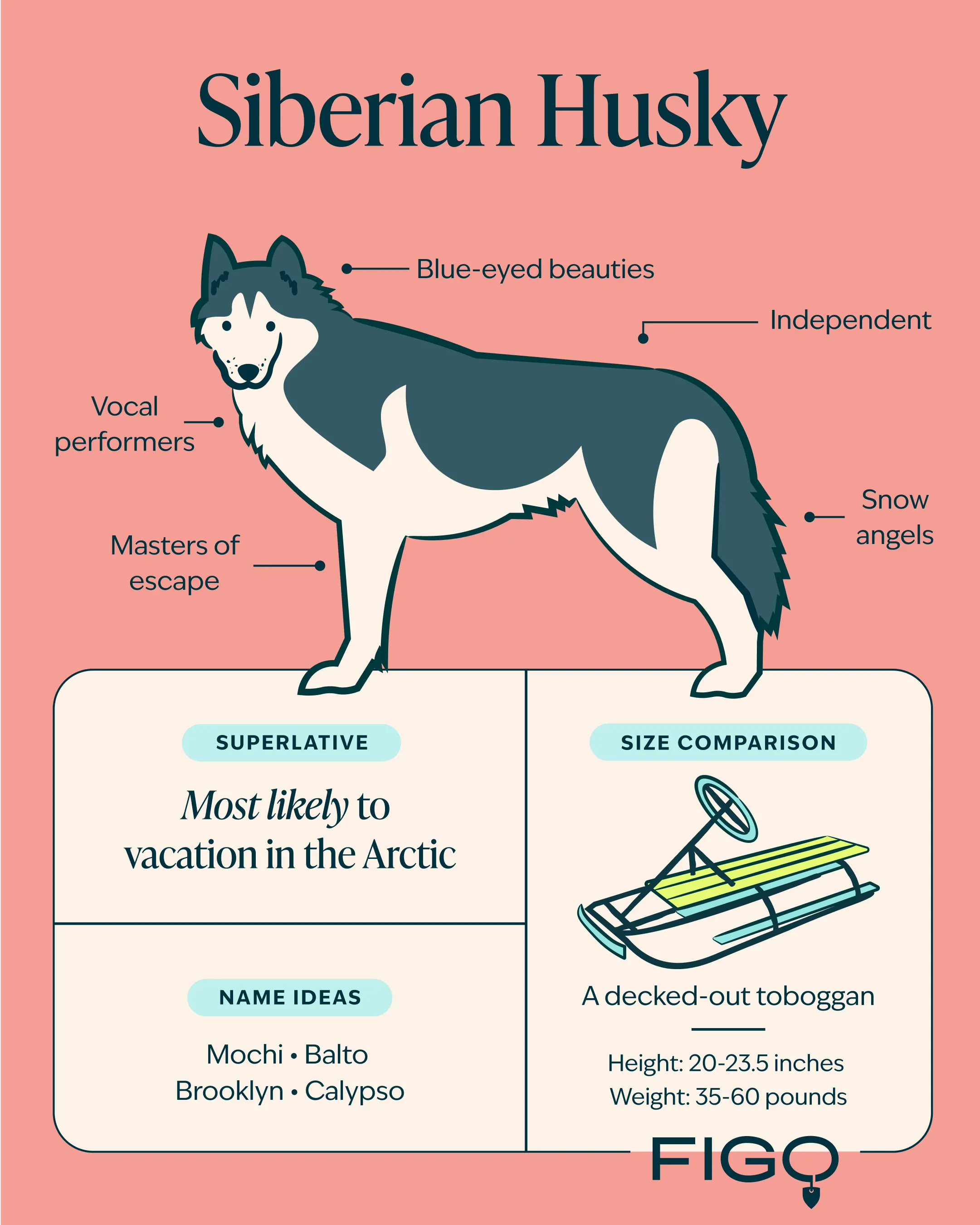 Siberian Husky Breed Guide Image