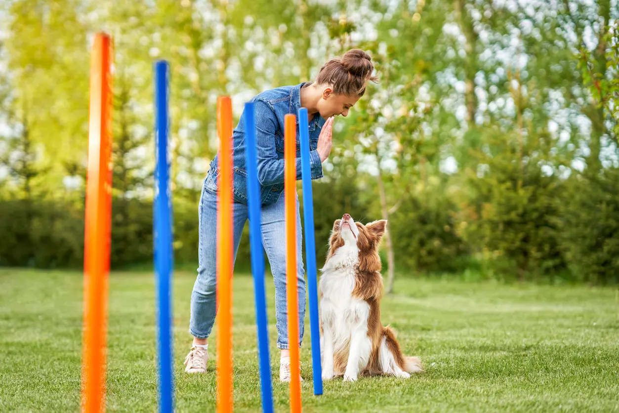 dog going through agility course with owner