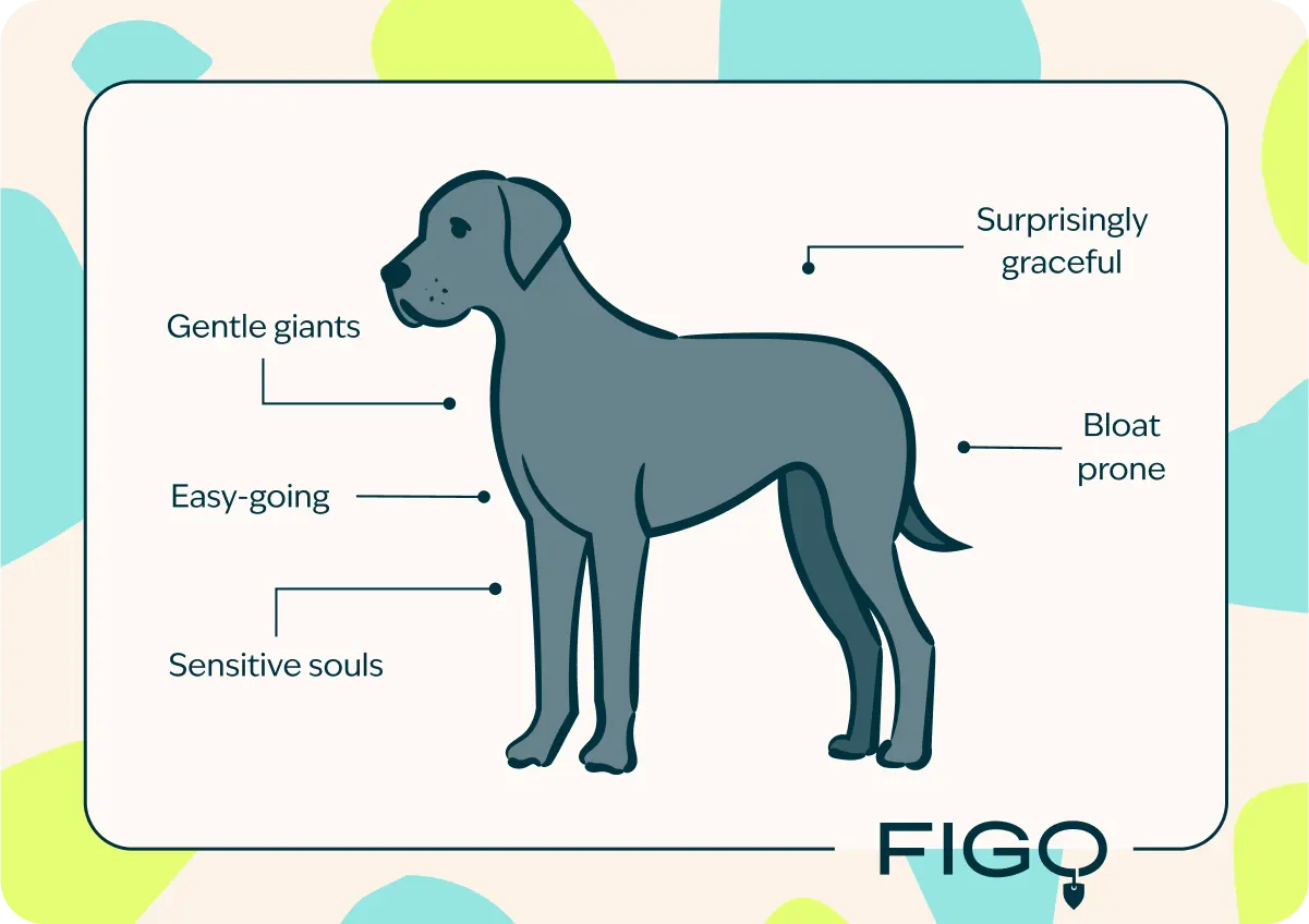 Great Dane breed trait graphic