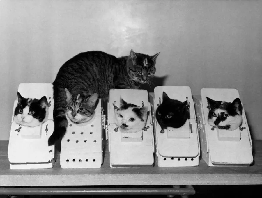 group of cats in small boxes training for space travel