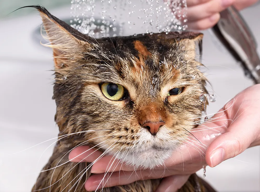 Cat getting a bath and grumpy about it