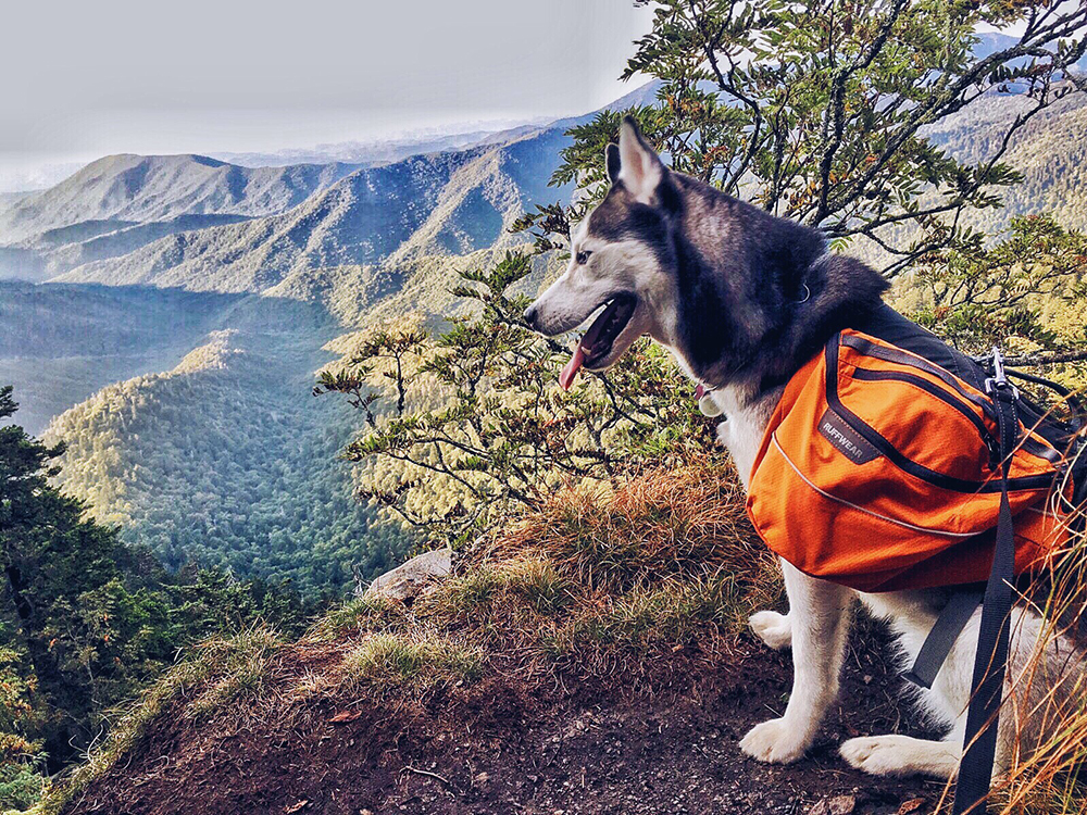 Tips for mountain travel with your dog