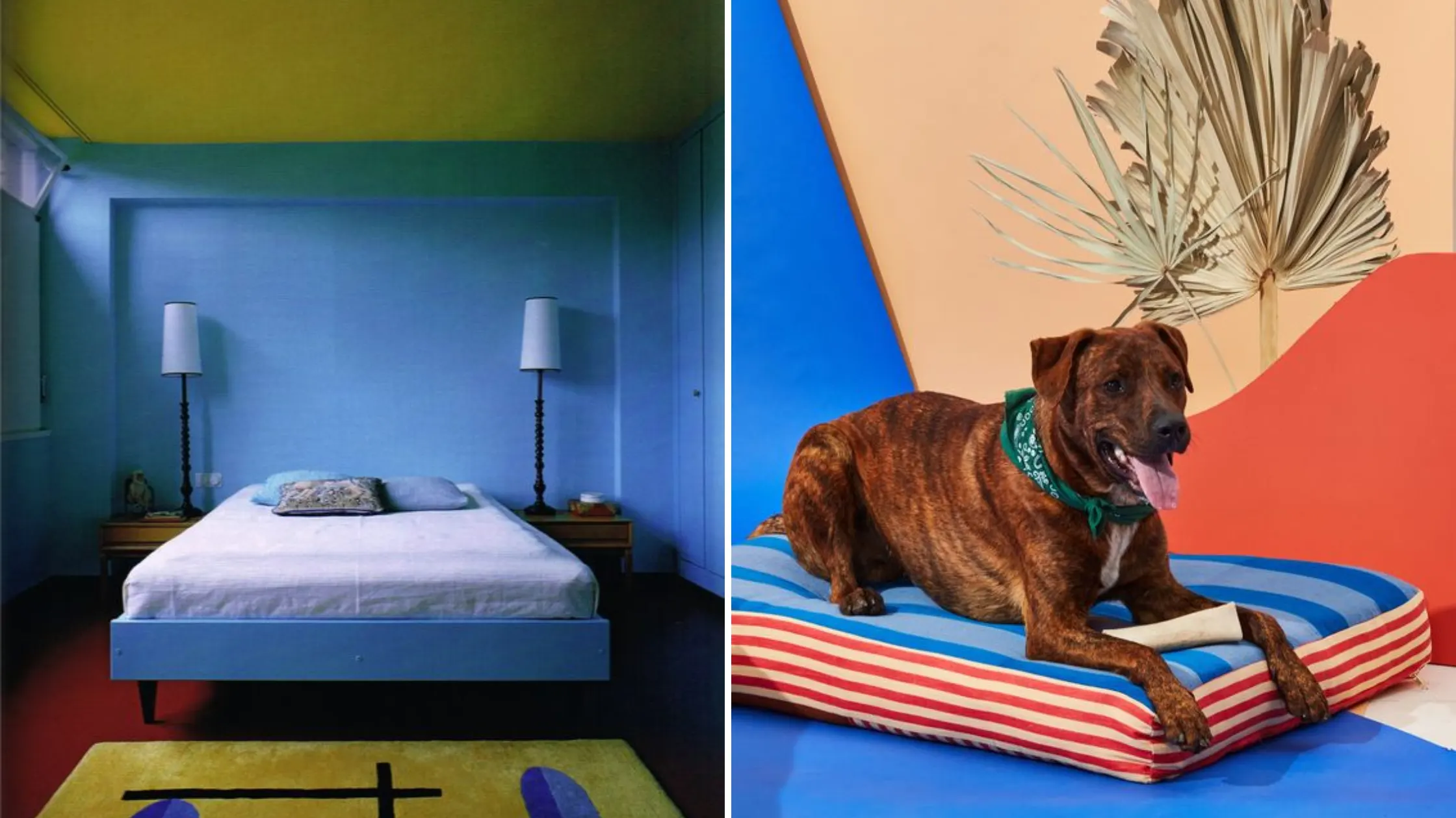 example of color drenched room to the left and a dog on a colorful dog bed to the right