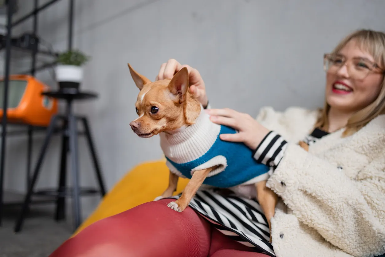 Small dog on woman's lap in sweater