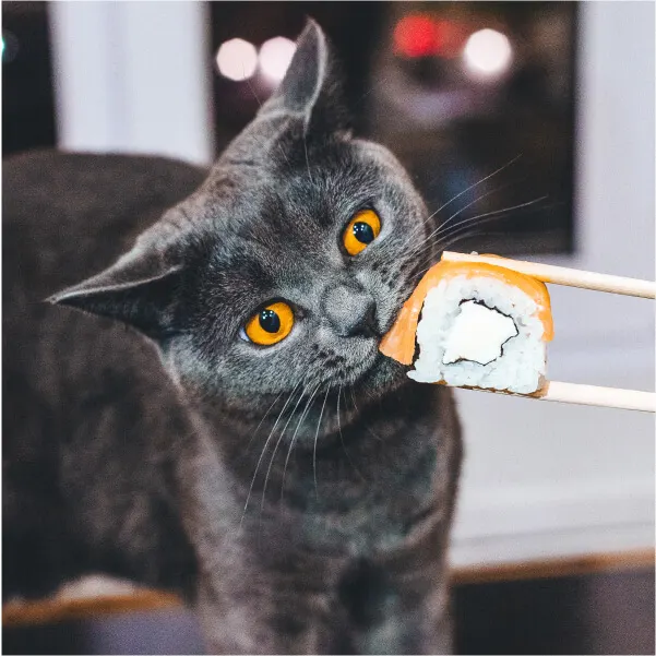 leashed-dinner-date-cat-sushi