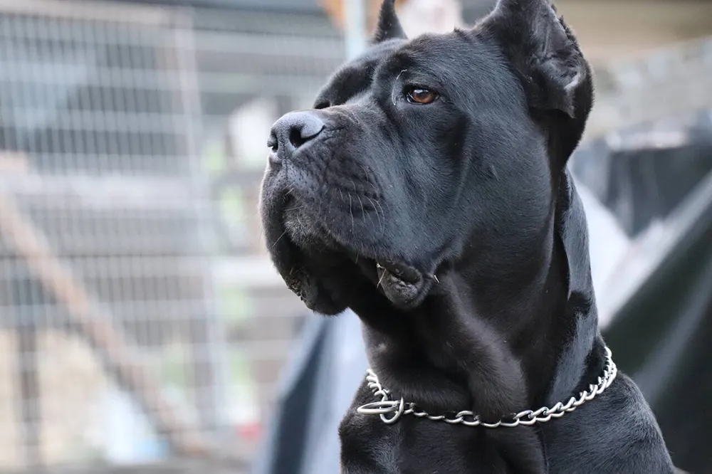 Dog Breed Profile: Cane Corso
