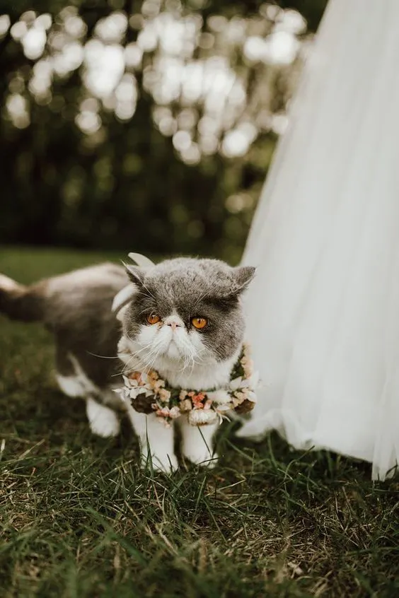 Cat with smooshed face wearing flower crown at wedding