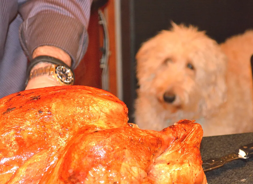 No Thanksgiving turkey for pets