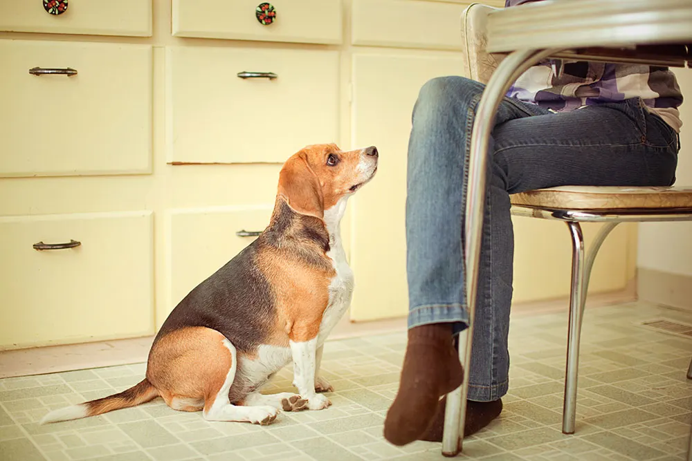 How can I help my dog lose weight?