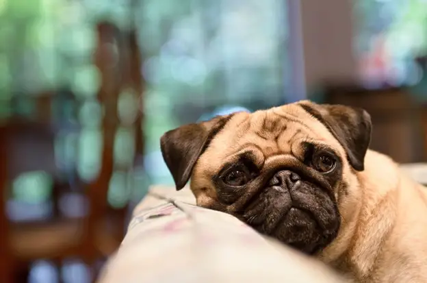 How To Know If Your Dog Is Depressed and What to Do