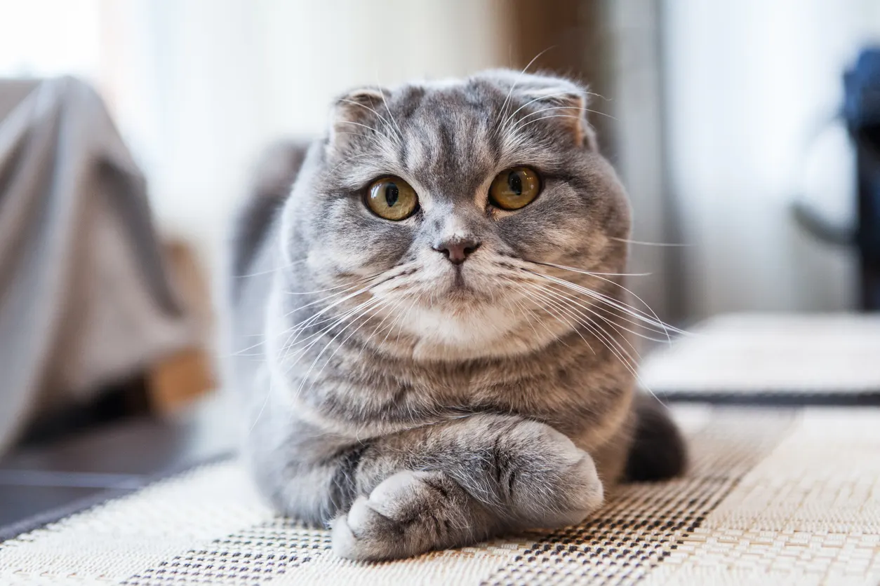 scottish fold cat laying with paws crossed on floor