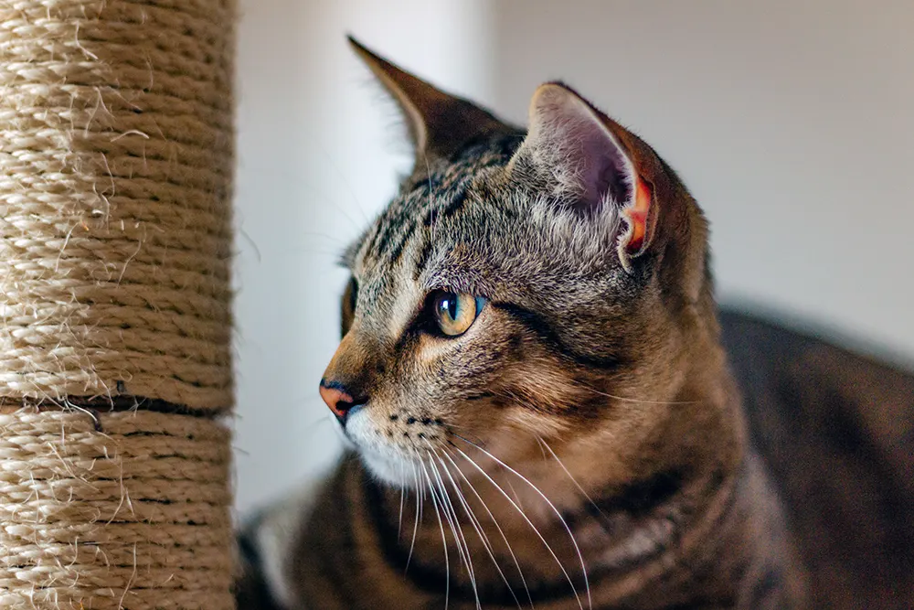 DIY cat scratching posts