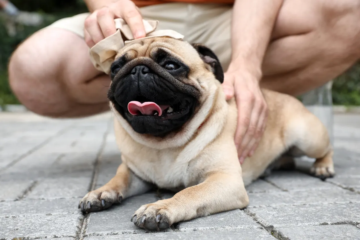 pug laying in street getting pet with a paper towel