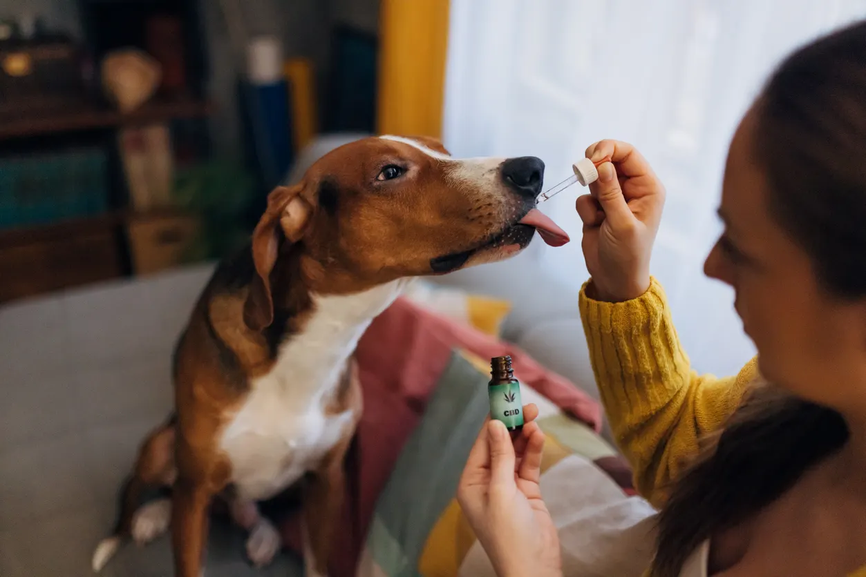 dog taking cbd tincture from owner