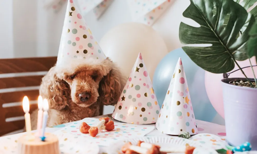 Puppy Shower Ideas: How To Throw A New Puppy Party