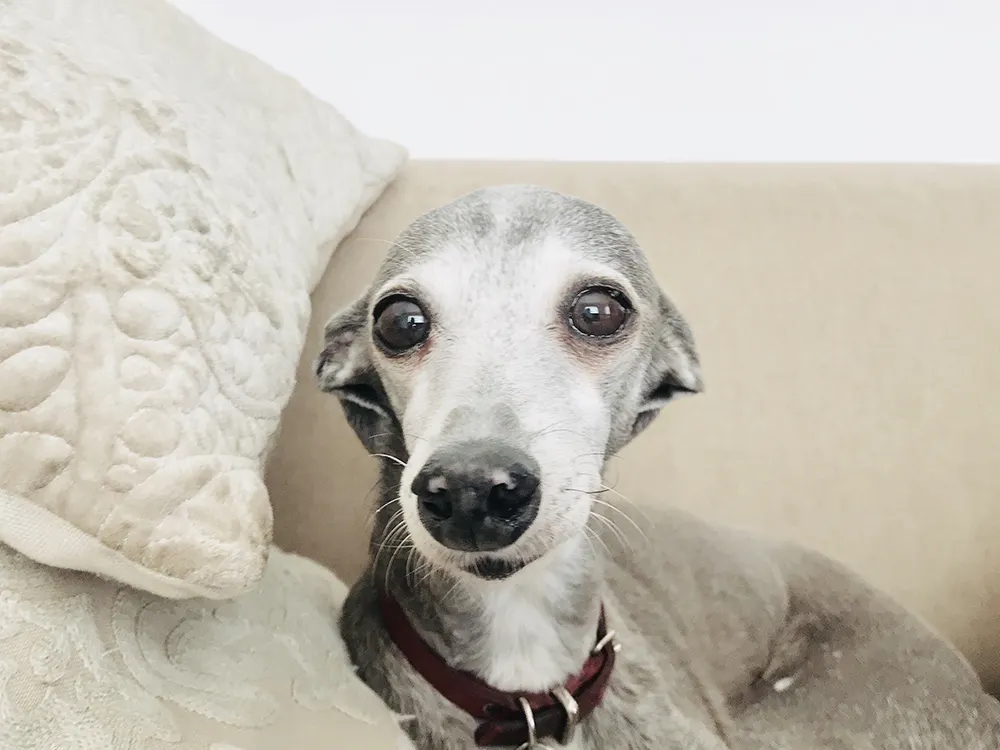 Dog Breeds: Getting to know the Greyhound