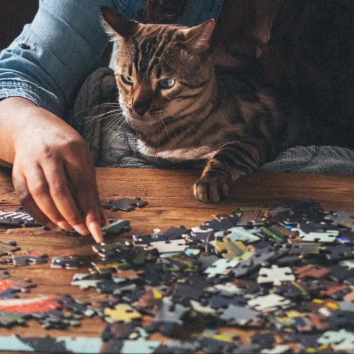 A cat doing a puzzle with owner