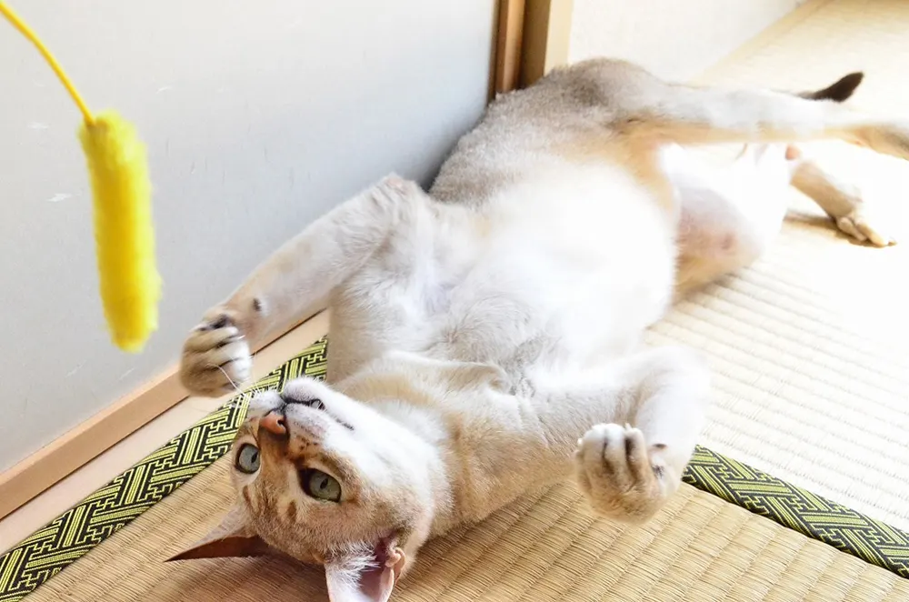 Feline Fitness: Tips for Exercising Your Cat