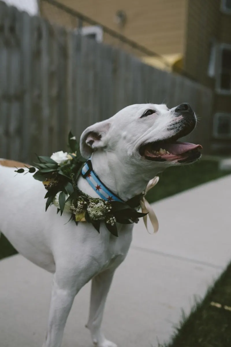 dog wearing flower collar on wedding day for her owners