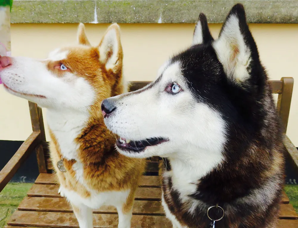 Getting to know the Siberian Husky