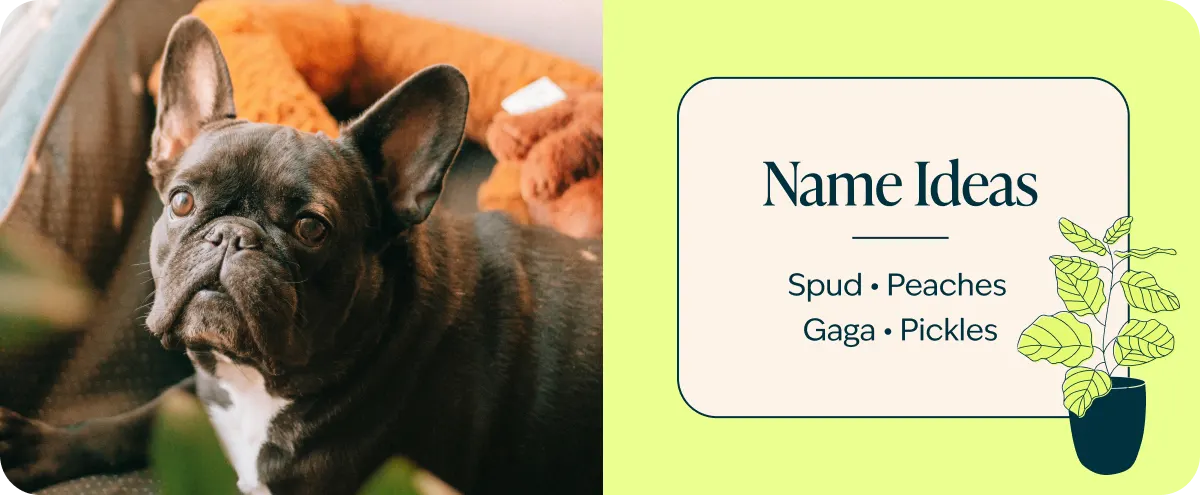 French Bulldog Name Ideas