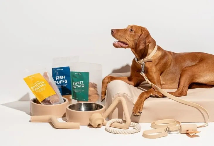 dog bowls and treats next to dog relaxing in bed