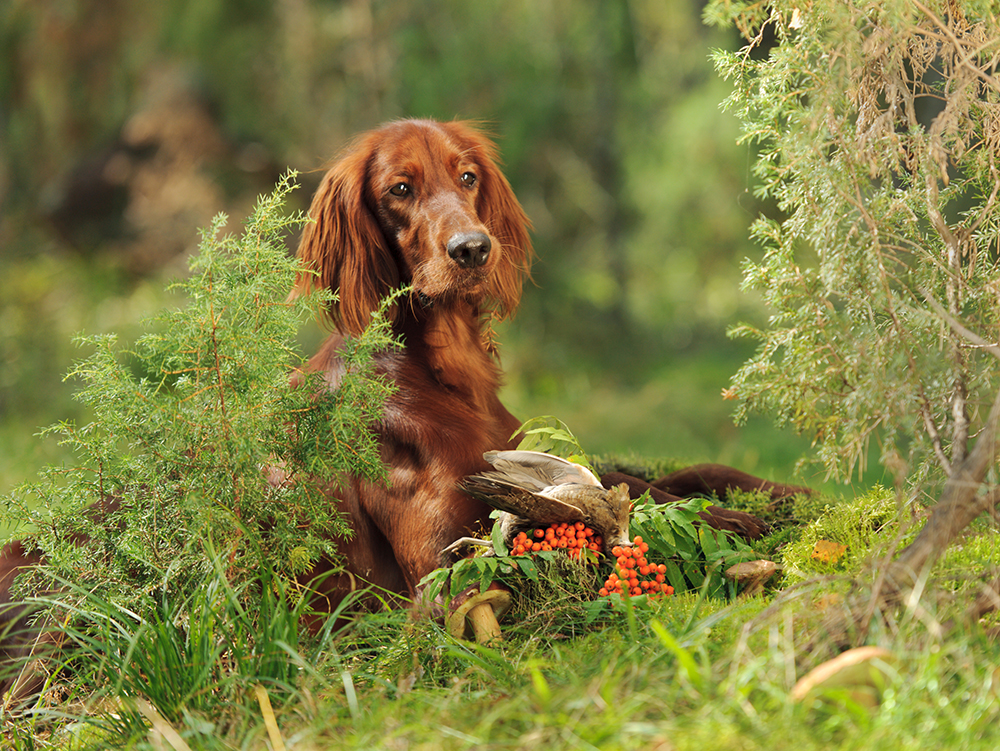 Dogs and wild mushrooms