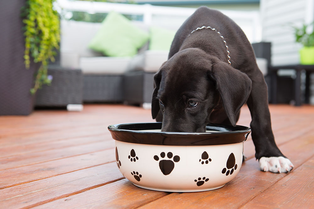 Why You Should Feed Your Puppy, Puppy Food