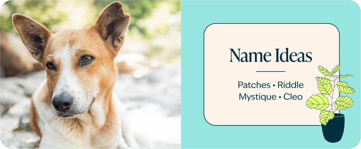 figo-breed-guide-mutts-names