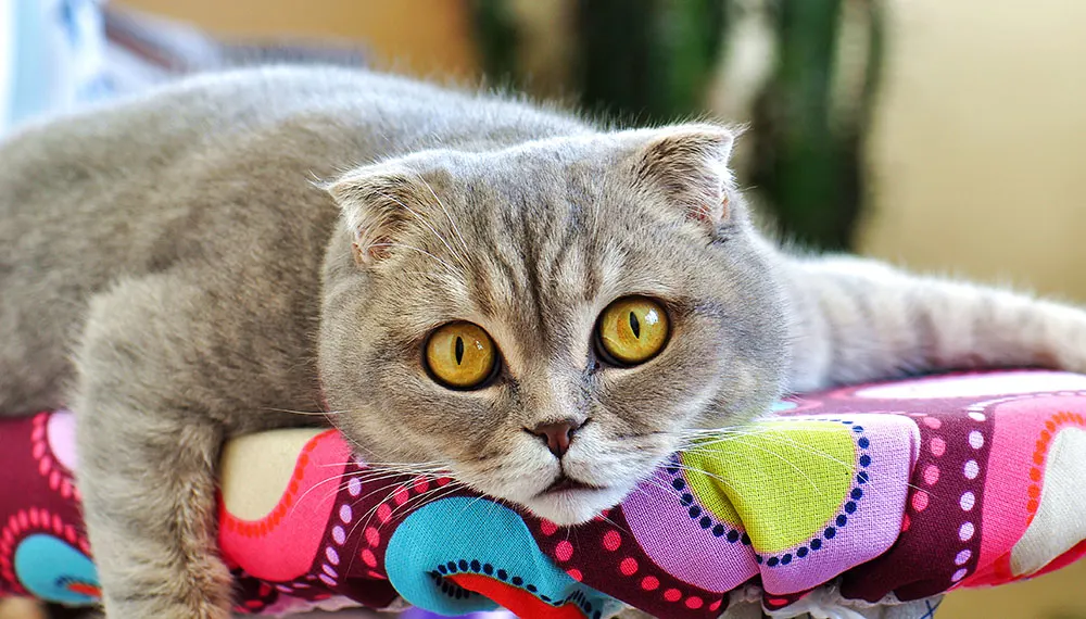 Getting to know the Scottish Fold