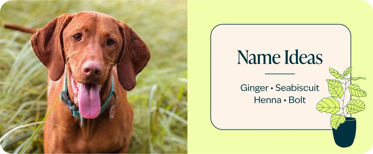 Vizsla breed naming ideas