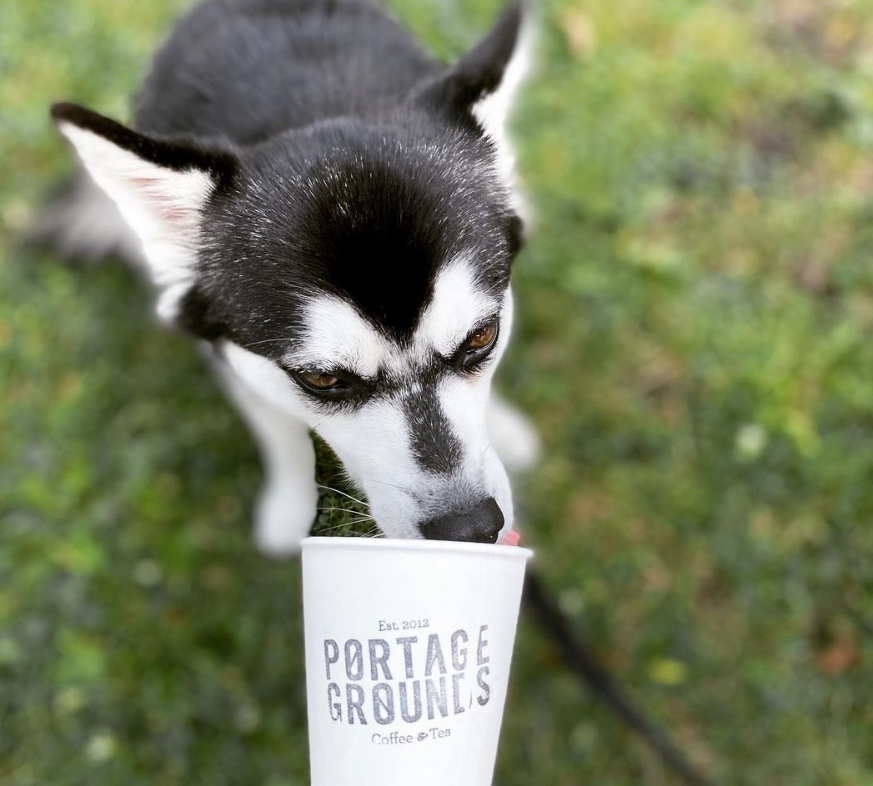 husky drinking whipped cream out of cup