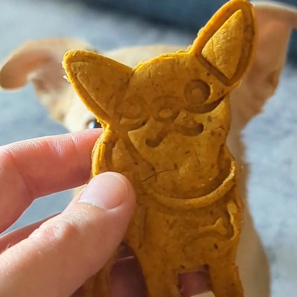 Will and Chihuahua Cookie