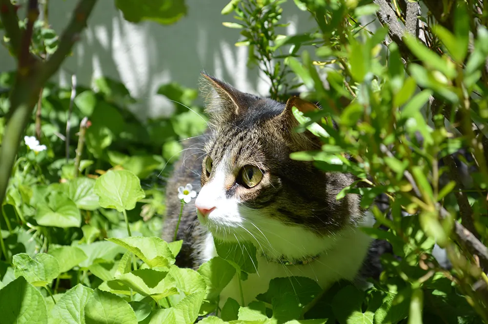 Garden plants toxic to outdoor cats