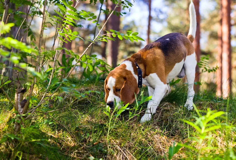 6 Spring Hazards for Dogs