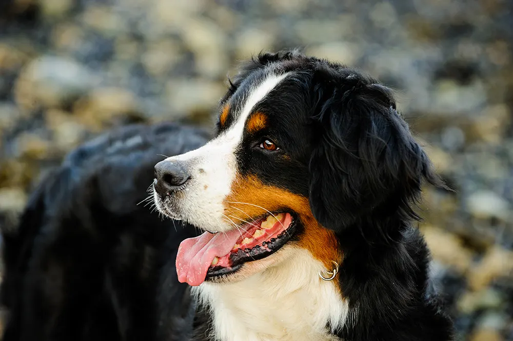Getting to know the Bernese Mountain Dog