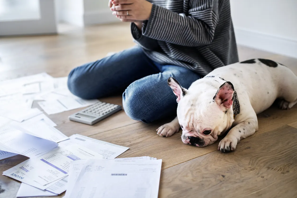 French bulldog on wood floor next to owner who is tallying up bills