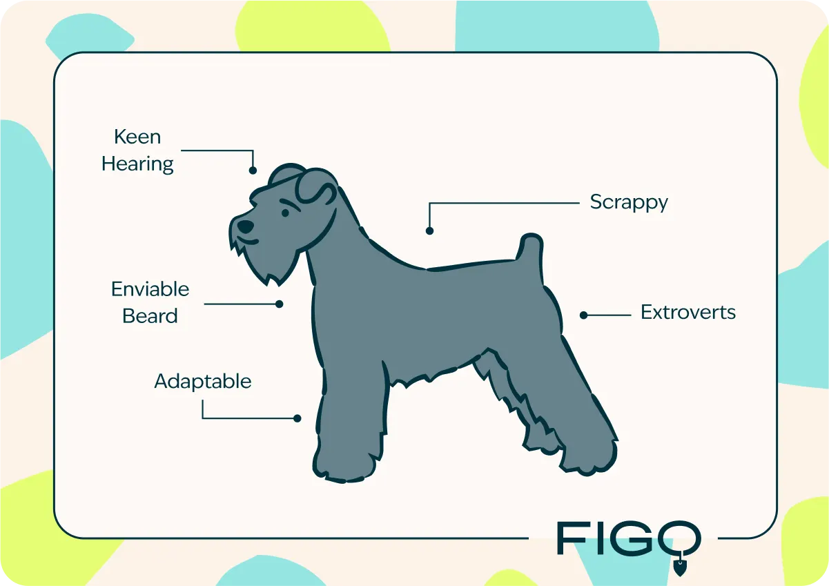 figo-breed-guide-Miniature Schnauzer-ig