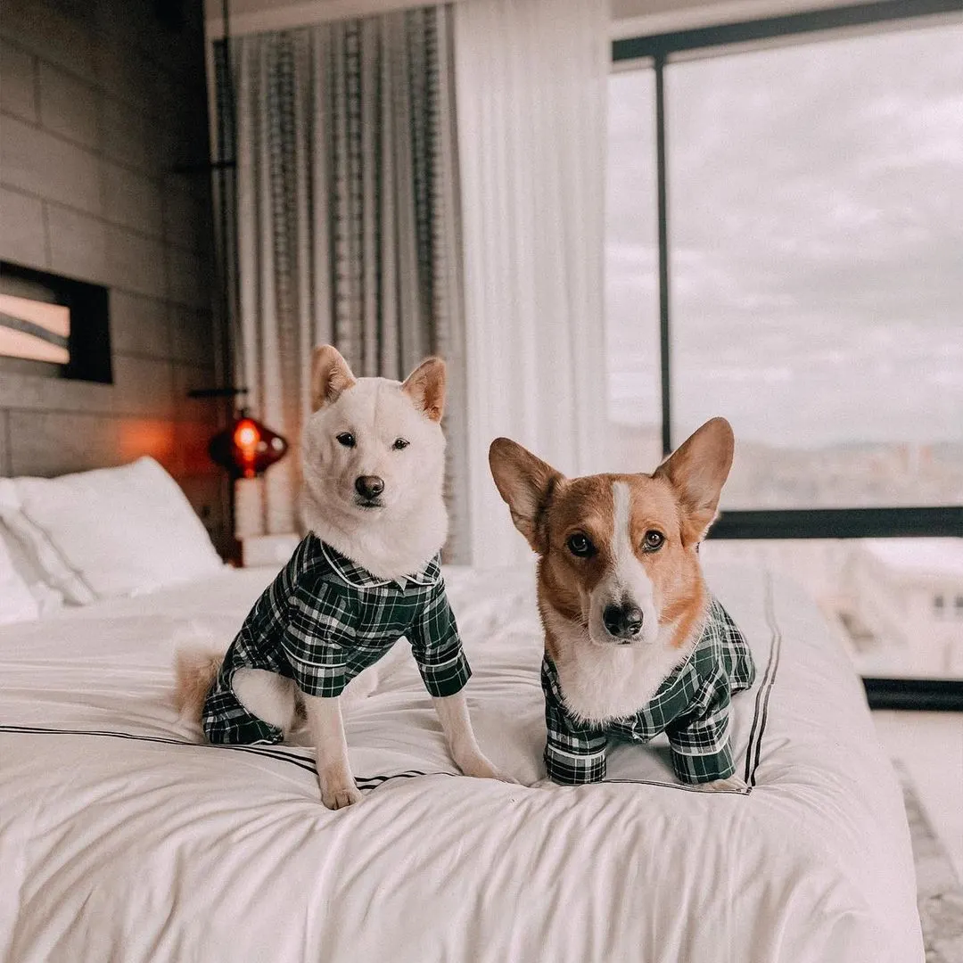 Two small dogs sitting on hotel bed